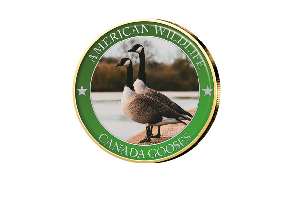 1/2 Dollar USA Canada Goose Serie American Wildlife mit Farbmotiv