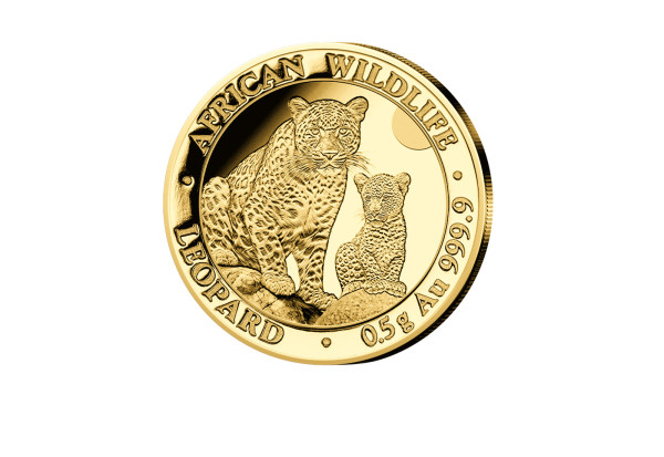 African Wildlife Gold 2024 Somalia Leopard